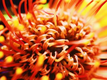 Close-up of yellow flower