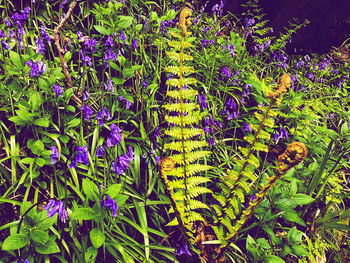 Close-up of purple flowering plants on field
