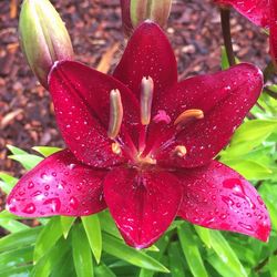 Close-up of pink flower