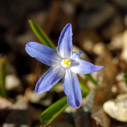 Close-up of purple flower blooming outdoors