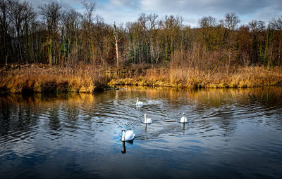 View of swans swimming in lake