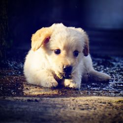 Close-up portrait of puppy