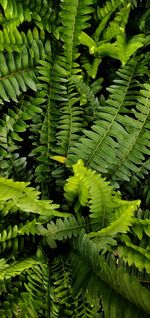 Full frame shot of fern leaves