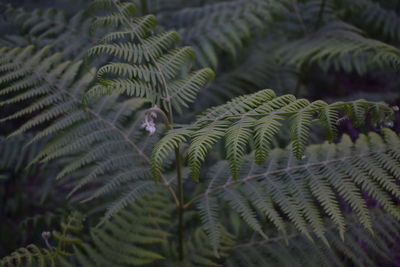 Close-up of fern leaves