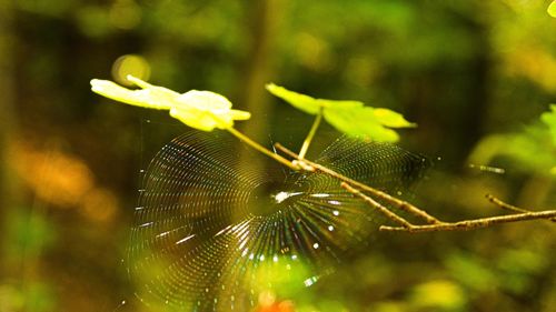 Close-up of insect on spider web