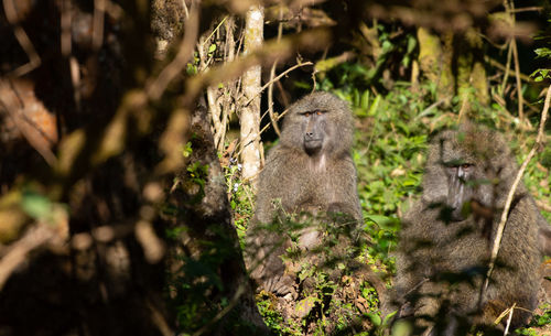 View of a monkey in forest