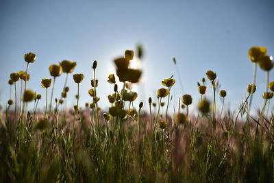 Close-up of dandelion flowers in field