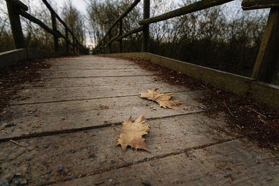 High angle view of maple leaves on footpath