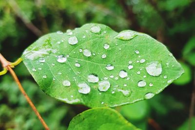 Close-up of raindrops on leaves