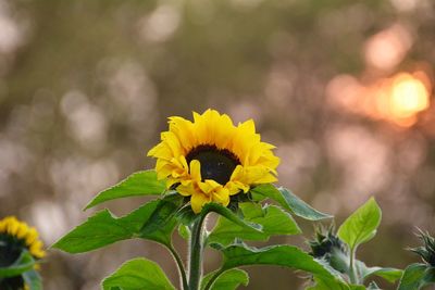 Close-up of yellow flower blooming outdoors