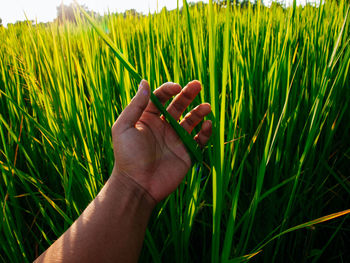 Cropped hand of man holding crop in field