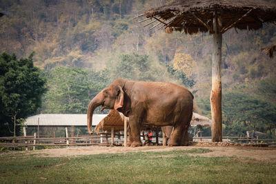 View of elephant in a garden