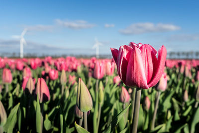 Close-up of pink tulip on field against sky