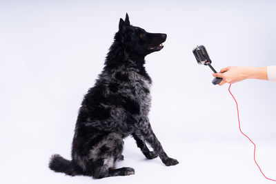 Low angle view of dogs against white background