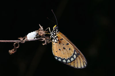 Close-up of butterfly on plant