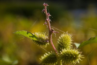 Close-up of insect on plant