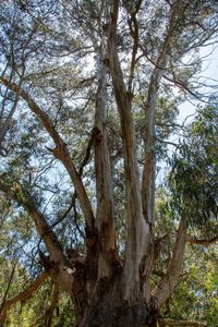 Low angle view of trees in forest