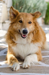 Close-up portrait of dog