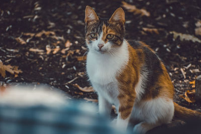 Portrait of a cat on field