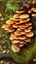 Close-up of mushrooms growing on tree trunk