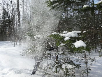 View of snow covered plants on land