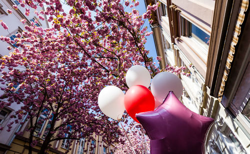 Low angle view of pink flowers on tree