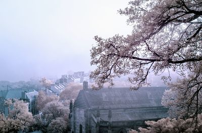 Trees and cityscape against sky