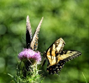 Close-up of butterfly pollinating on thistle