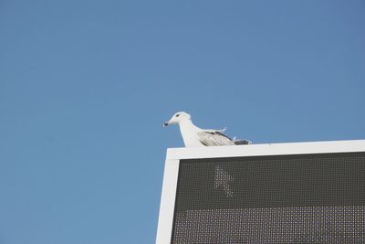 Low angle view of seagull perching on roof against clear sky