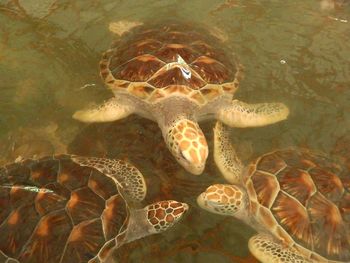 High angle view of turtles in pond