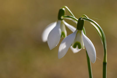 Close-up of white flowering plant