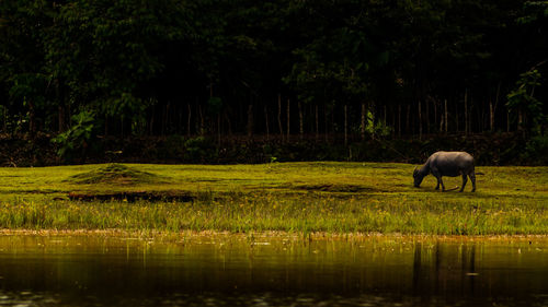 Buffalo grazing in lake