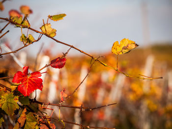 Close-up of red flowering plant during autumn
