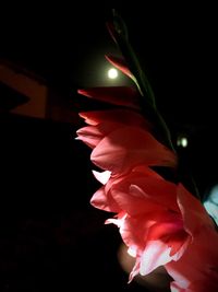 Close-up of flower at night