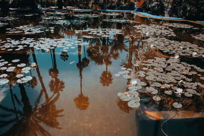 Plants growing by lake