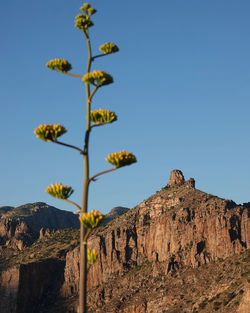 View of agave chrysantha flowers blossoming in front of thimble peak in sabino canyon