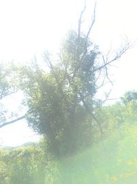 Low angle view of trees against sky