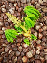 Close-up of plant leaves on chestnut seeds