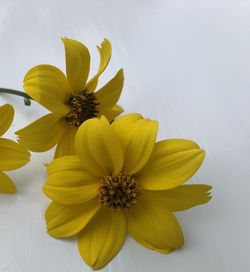 Close-up of yellow flower against white background