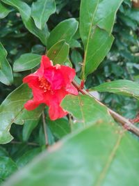 Close-up of red rose flower