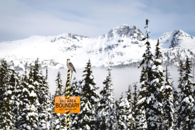 Text on snow covered mountain against sky