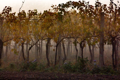 Trees in forest during autumn