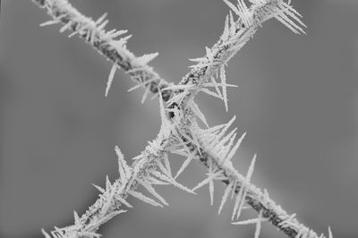 Close-up of plant