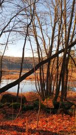 Bare trees on landscape