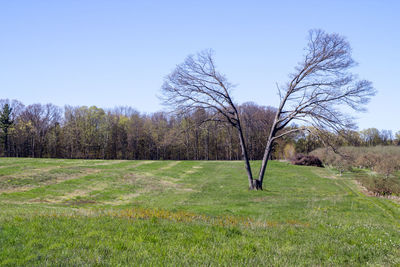 Bare trees on field against clear sky