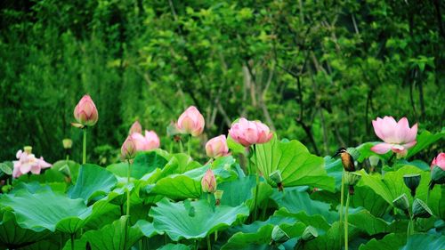 Close-up of pink lotus water lily in bloom