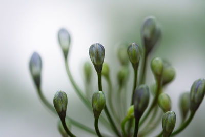Close-up of white flowers
