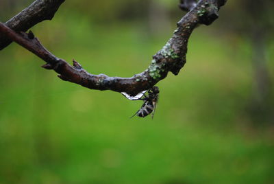 Close-up of lizard on branch