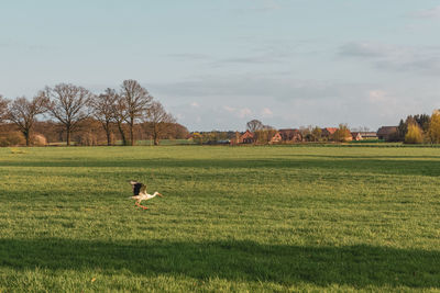 Scenic view of grassy field against sky