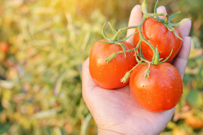 Cropped hand of person holding wet red tomatoes at farm